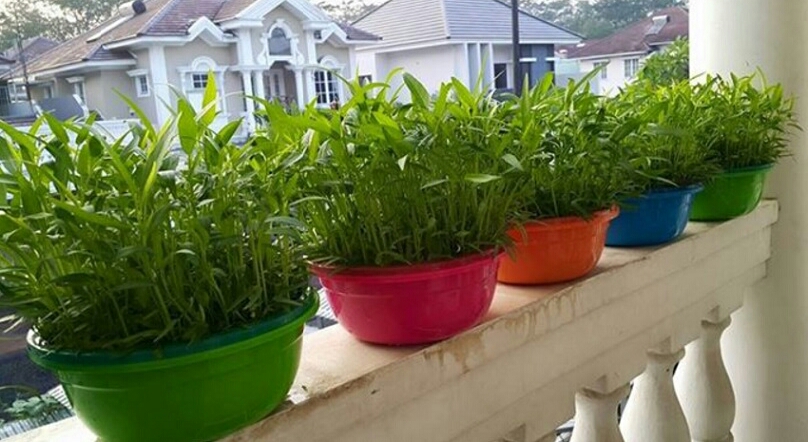 Tips Mudah untuk Tanam Kangkung di Halaman